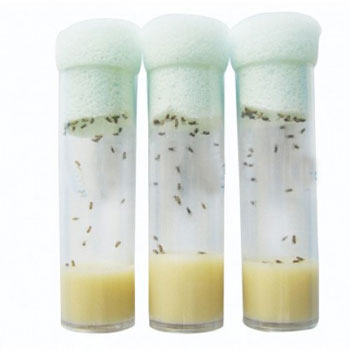 VWR® Drosophila Vials, Narrow and Wide